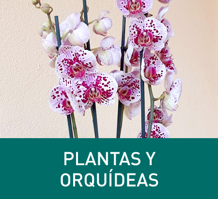 Plantas y Orquídeas